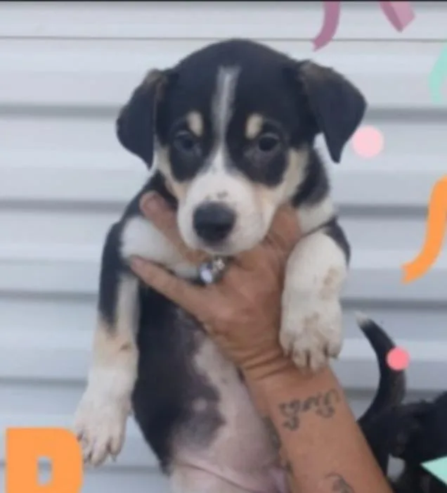 A baby medium-sized female Retriever dog named Ember for adoption in Thompson Falls, MT