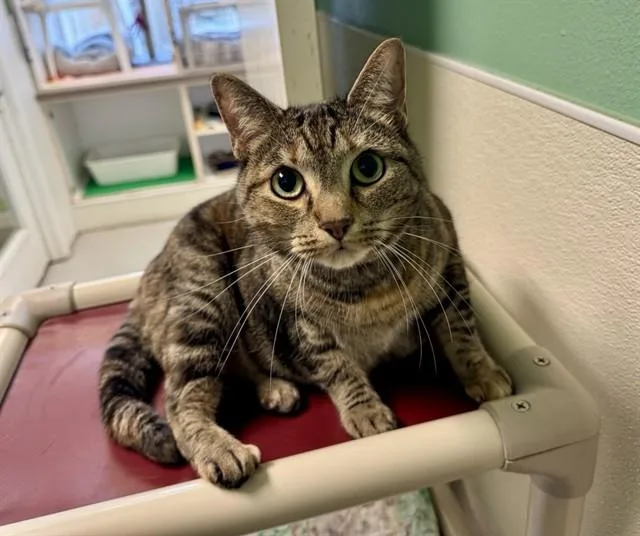 An adult small-sized female Domestic Short Hair cat named Dylan for adoption in Sarasota, FL