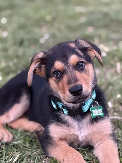 A baby small-sized female Rottweiler dog named Lula Belle for adoption in Fort Worth, TX