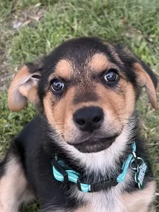 Lula Belle thumbnail 3