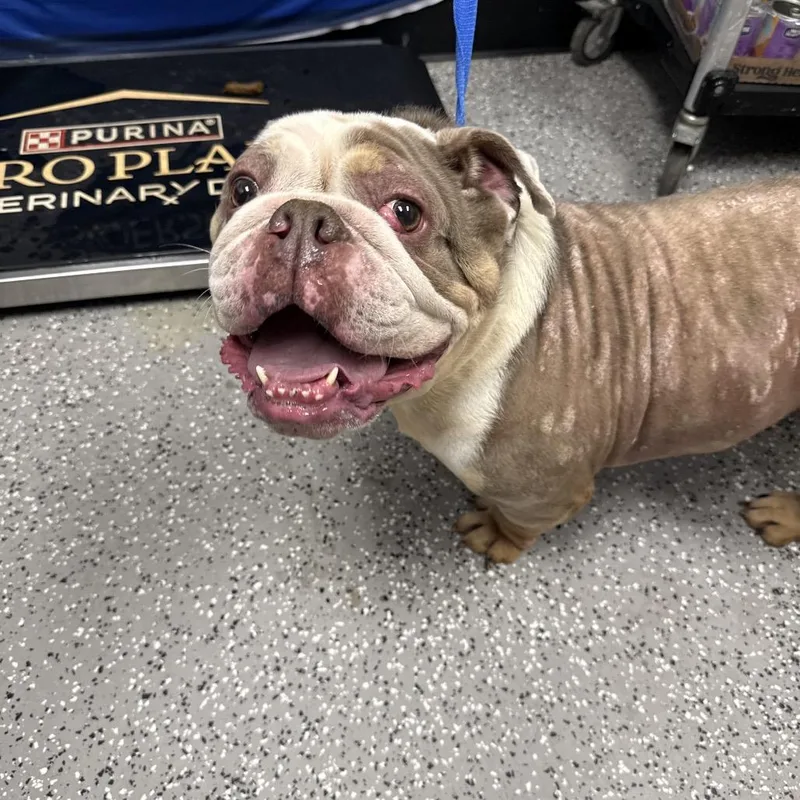 Petunia