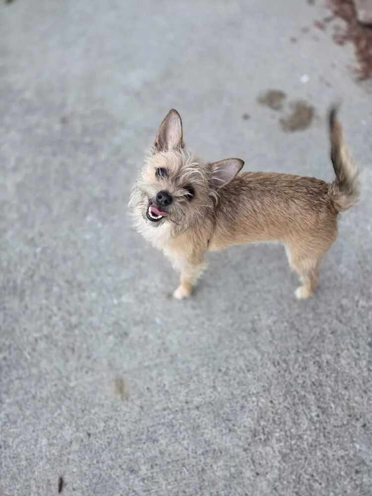 A young small-sized female Terrier dog named Piper for adoption in Salmon, ID