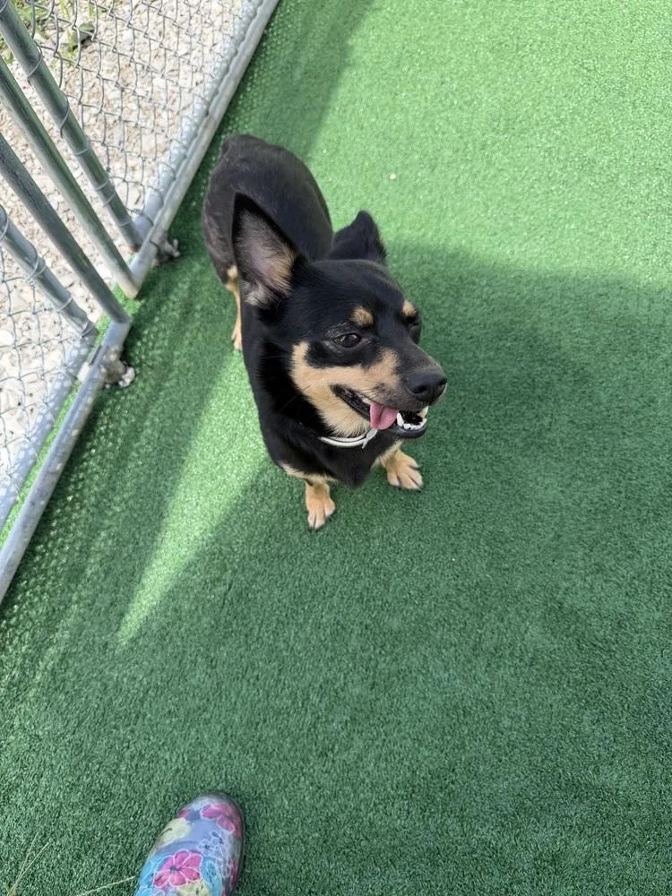 An adult small-sized female Chihuahua dog named Rebel for adoption in Waterloo, IL