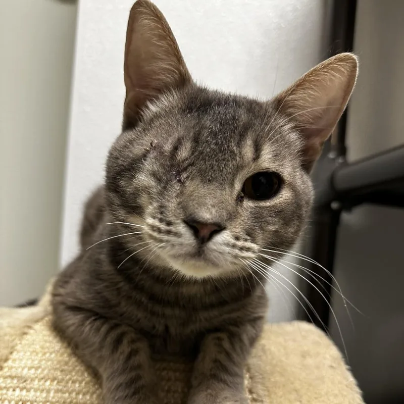 An adult medium-sized male Gray / Blue / Silver Domestic Short Hair cat named Swissroll for adoption in Blue Ridge, GA