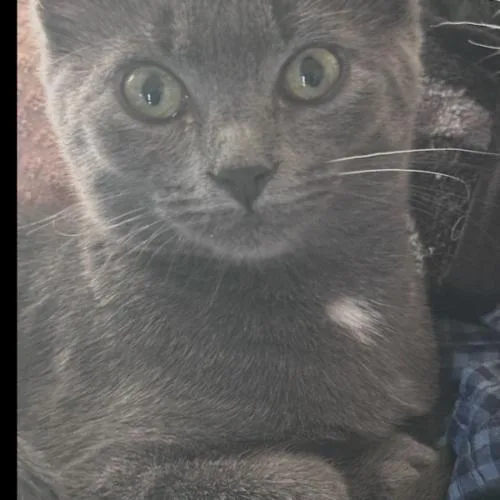 A baby small-sized female Domestic Short Hair cat named Solar for adoption in Tampa, FL