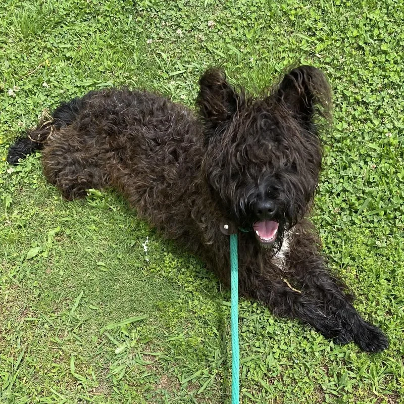 A young medium-sized male Black Terrier dog named Cookie for adoption in Birmingham, AL
