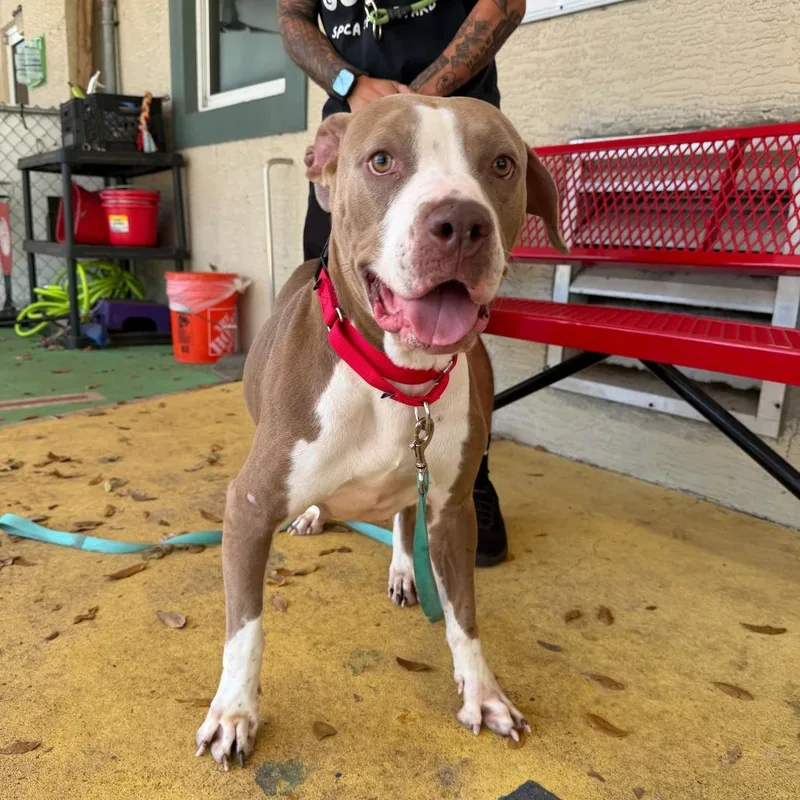 An adult large-sized female Yellow / Tan / Blond / Fawn Mixed Breed dog named Lainey for adoption in Titusville, FL