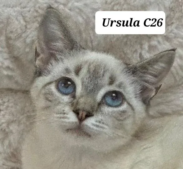 Ursula