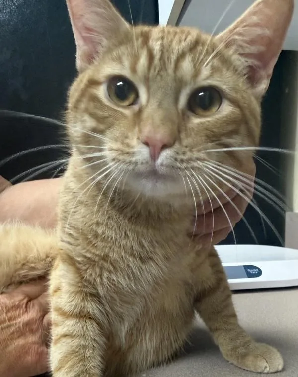 A young small-sized male Domestic Short Hair cat named Manatee for adoption in Salisbury, MD