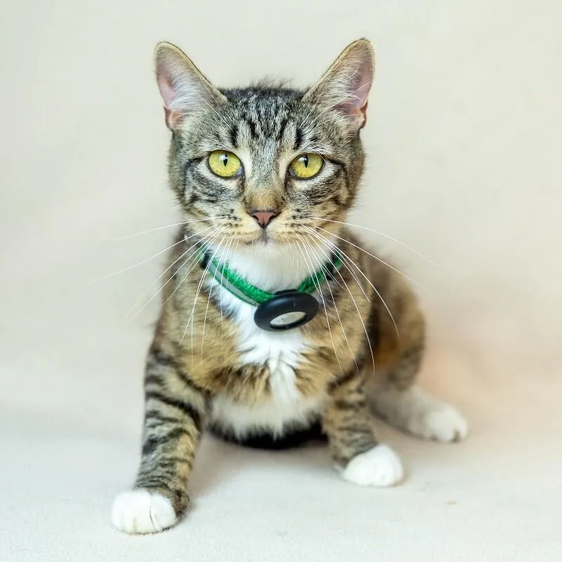 An adult medium-sized female Tabby (Brown / Chocolate) Domestic Short Hair cat named Willa for adoption in North Babylon, NY
