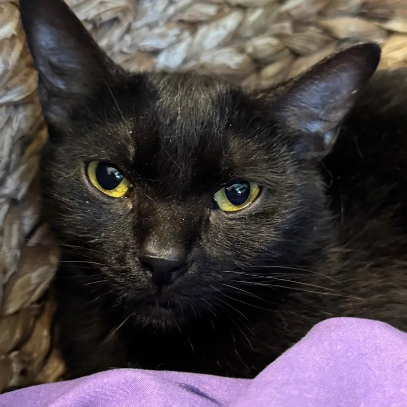 A young medium-sized female Black Domestic Short Hair cat named Iridessa for adoption in Decatur, GA