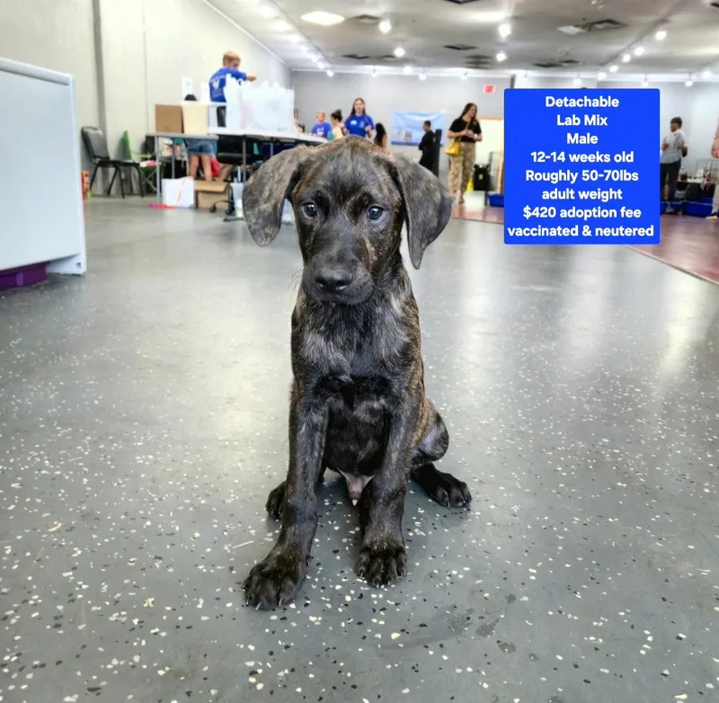 A baby large-sized male Labrador Retriever dog named Detachable for adoption in Oviedo, FL