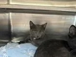 A young medium-sized male Gray / Blue / Silver Domestic Short Hair cat named Goldfish for adoption in Manitowoc, WI