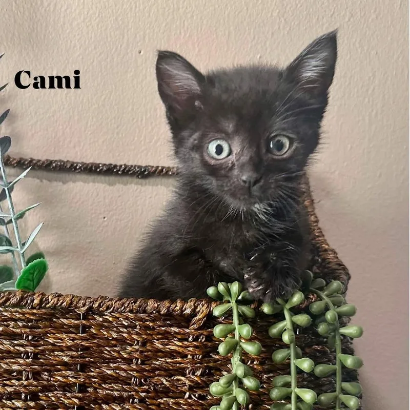 A baby small-sized female Black Domestic Short Hair cat named Cami for adoption in Rochester, MN