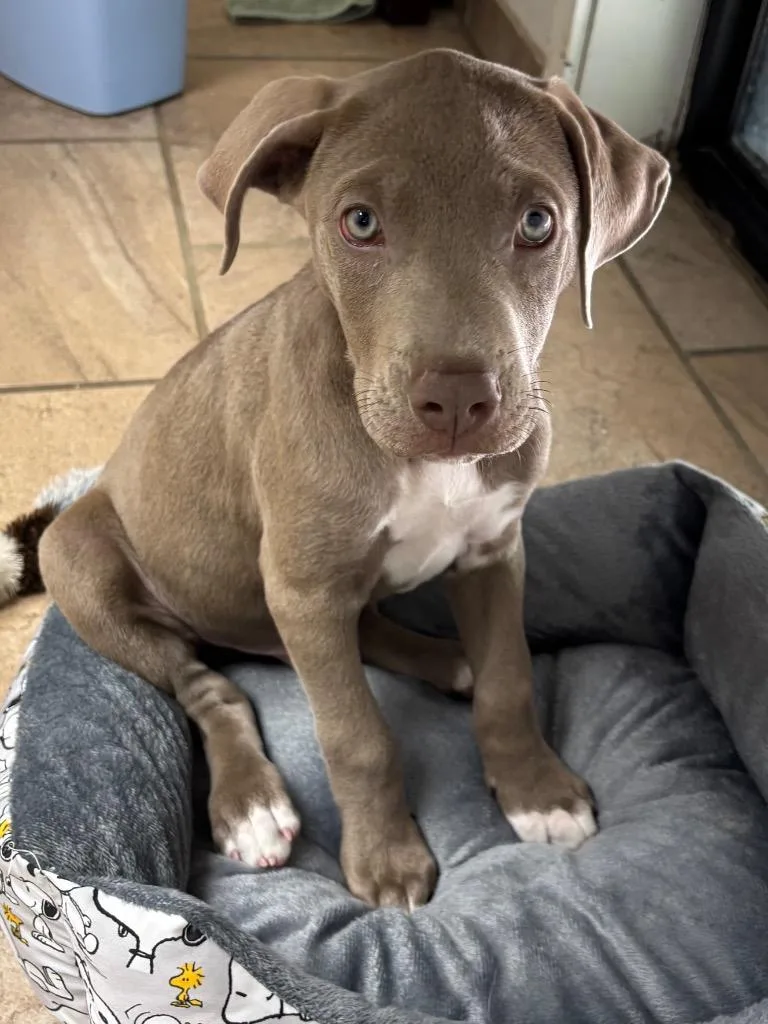 A baby medium-sized male Mixed Breed dog named Jett for adoption in Batesville, AR