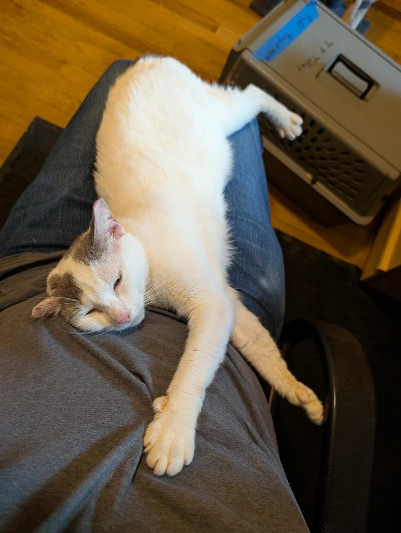 Puff The Magic Dragon