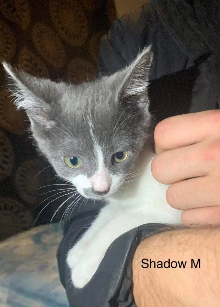 An adult small-sized male Domestic Short Hair cat named BooBerry for adoption in Cromwell, KY