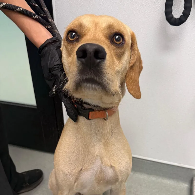 An adult medium-sized male Yellow / Tan / Blond / Fawn Beagle dog named Sully for adoption in Abilene, TX