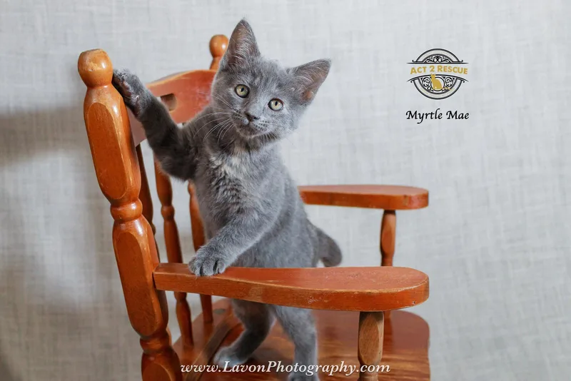 A young medium-sized female Domestic Short Hair cat named Myrtle Mae for adoption in Riverside, CA