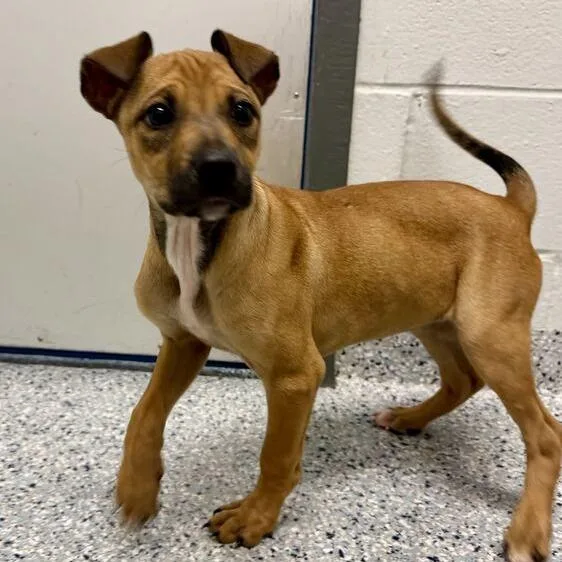 A baby small-sized female Brown / Chocolate Terrier dog named Lil Nugget for adoption in Dayton, OH