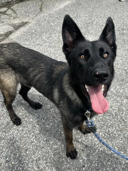 An adult large-sized male Belgian Shepherd / Malinois dog named Bandit for adoption in King William, VA