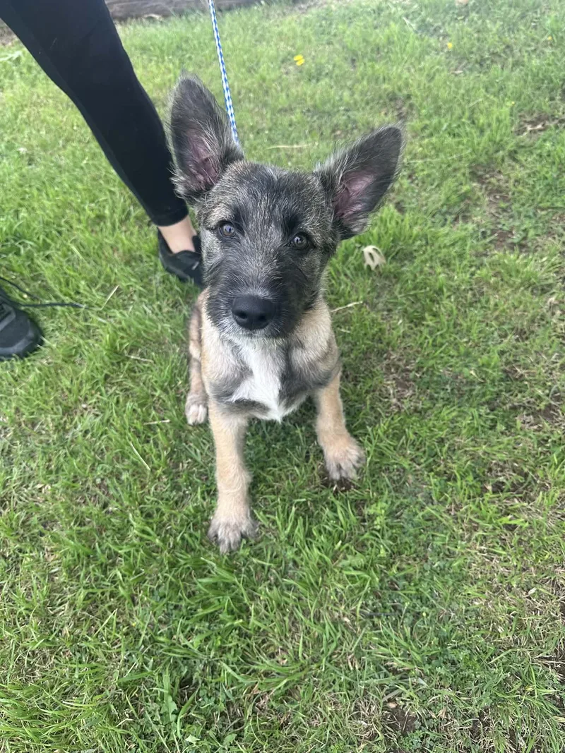 A young medium-sized male Sable German Shepherd Dog dog named Jax for adoption in Graham, TX