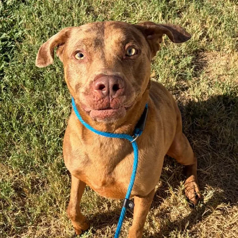 An adult large-sized male Brown / Chocolate Catahoula Leopard Dog dog named Timber for adoption in Concord, NC