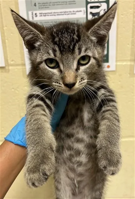 A baby small-sized male Domestic Short Hair cat named Walter for adoption in Sacramento, CA