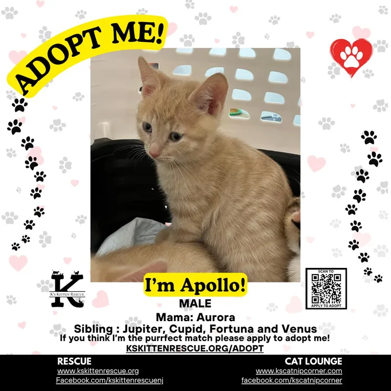 Apollo