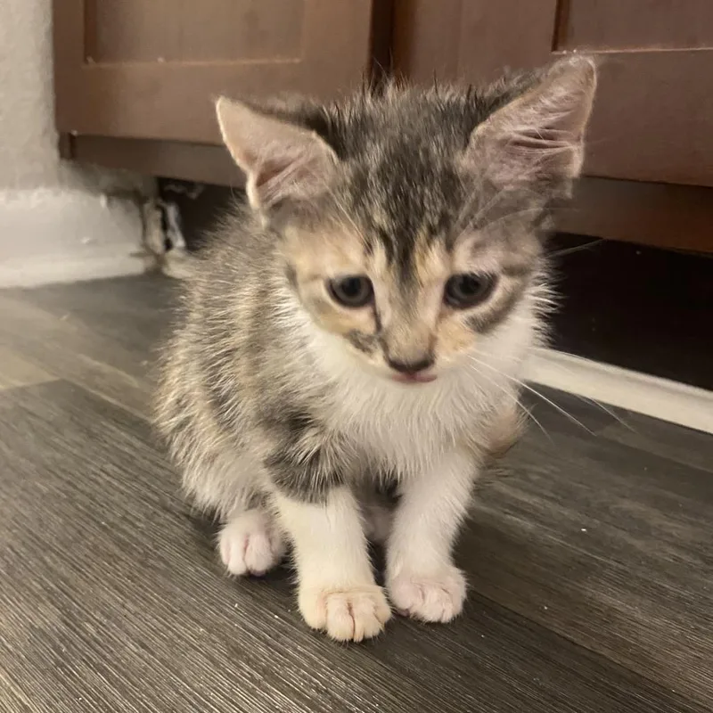 A baby small-sized female Calico Domestic Short Hair cat named Nazari for adoption in Roswell, GA