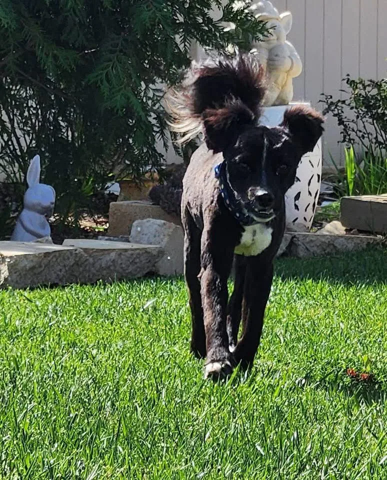 An adult small-sized male Spaniel dog named Ashley for adoption in San Bernardino, CA