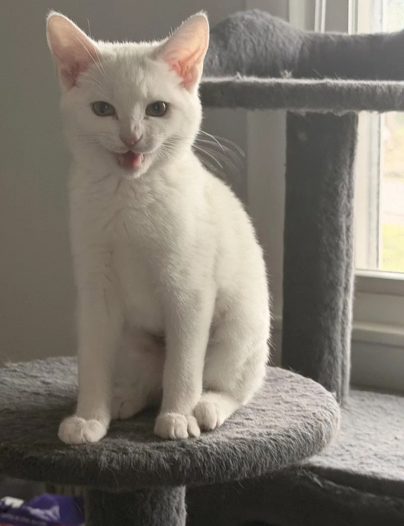 A baby medium-sized female White Domestic Short Hair cat named Cirrus for adoption in Nashville, TN