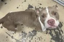 An adult medium-sized male Pit Bull Terrier dog named Valto for adoption in West Memphis, AR