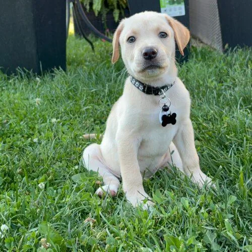 Charlie