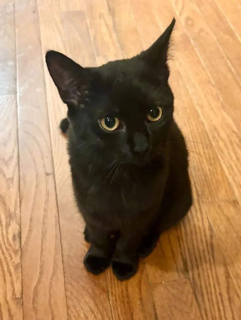 A baby small-sized female Black Domestic Short Hair cat named Fish Stick for adoption in Dover, DE