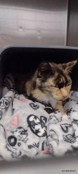 A senior large-sized female Calico cat named Ca  Maybeanlline Aka for adoption in Glen Allen, VA