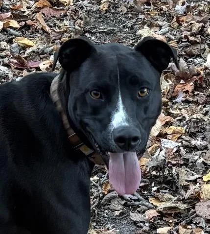 An adult large-sized male Black Black Labrador Retriever dog named Henry for adoption in Riverview, MI