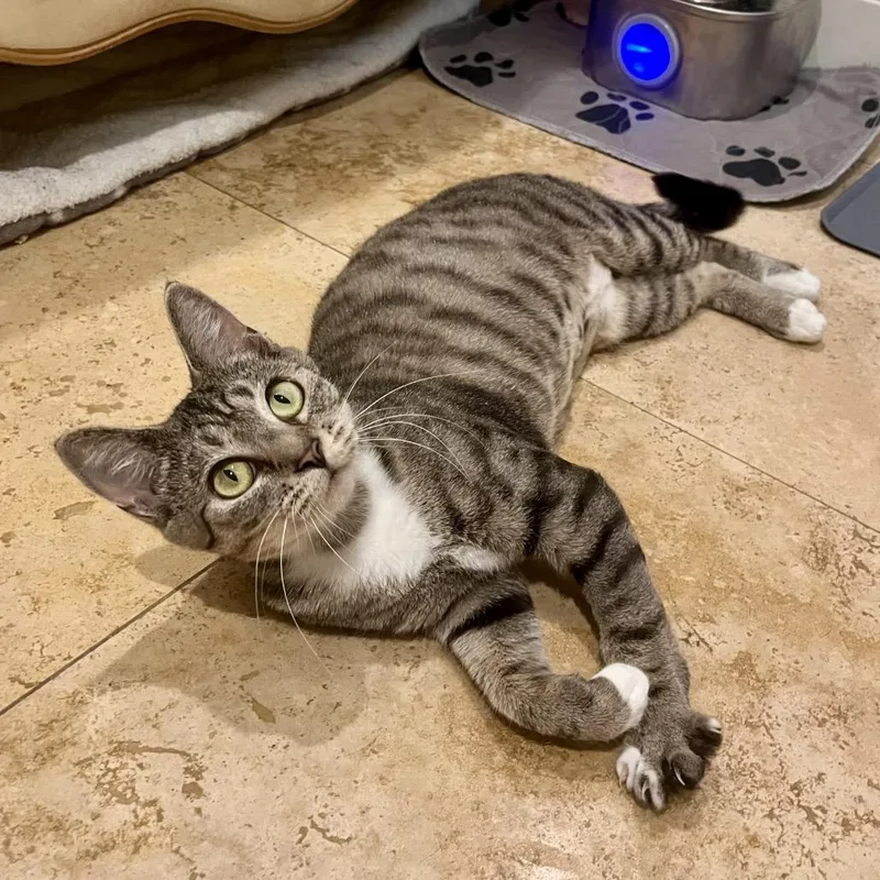 A young small-sized female Brown / Chocolate Domestic Short Hair cat named Posy for adoption in Costa Mesa, CA