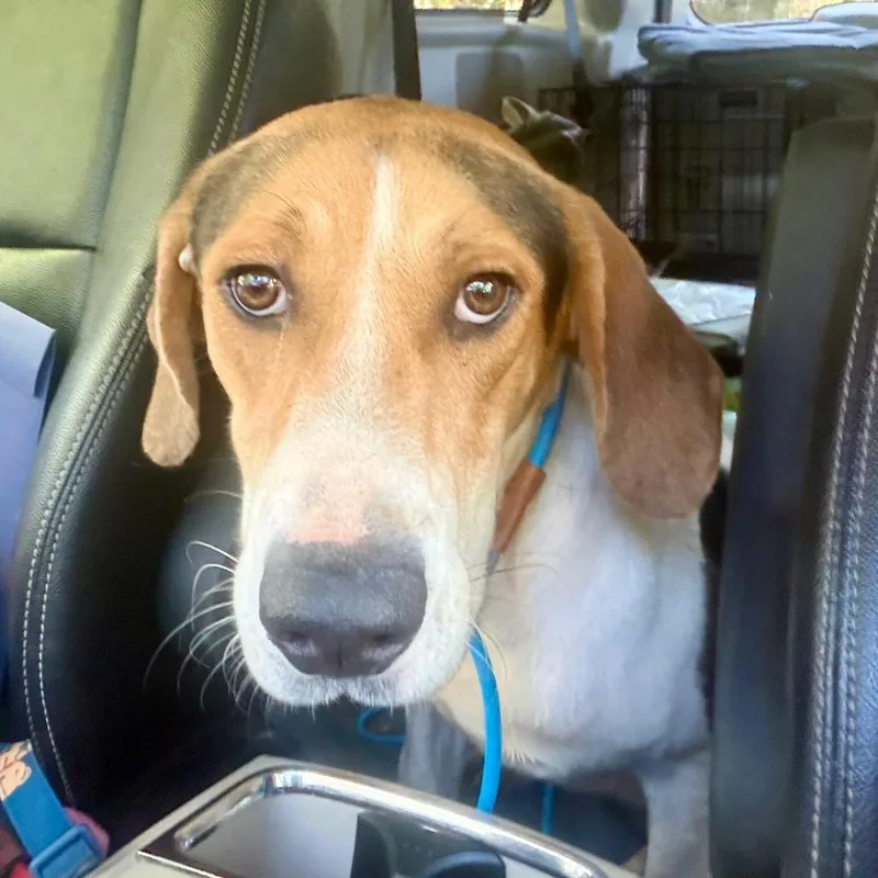 An adult medium-sized male Coonhound dog named Buford for adoption in Opelika, AL