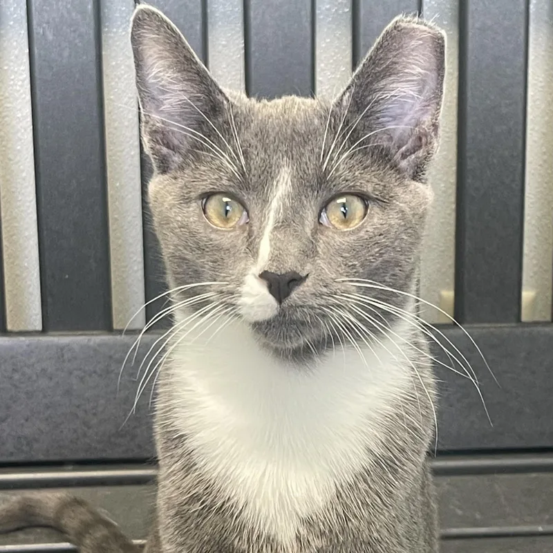 A baby small-sized male Gray & White Domestic Short Hair cat named Drogo for adoption in New Philadelphia, OH