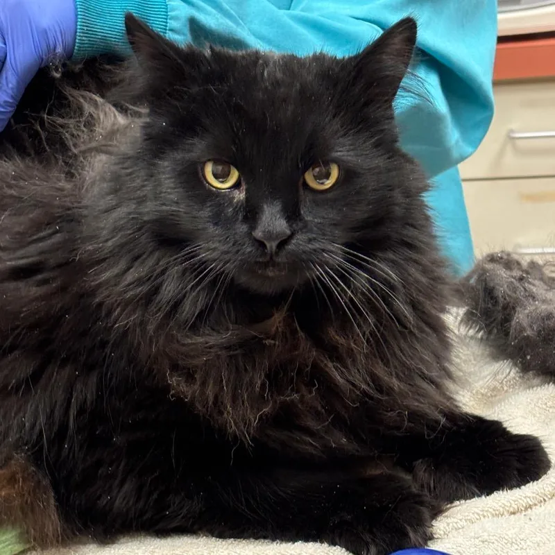 A senior extra large-sized male Black Domestic Long Hair cat named Bubba$ for adoption in Springfield, MA
