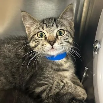 A baby small-sized male Gray / Blue / Silver Domestic Short Hair cat named Inigo for adoption in Knoxville, TN