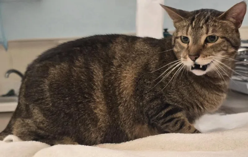 A senior small-sized male Domestic Short Hair cat named Junior for adoption in Murphysboro, IL