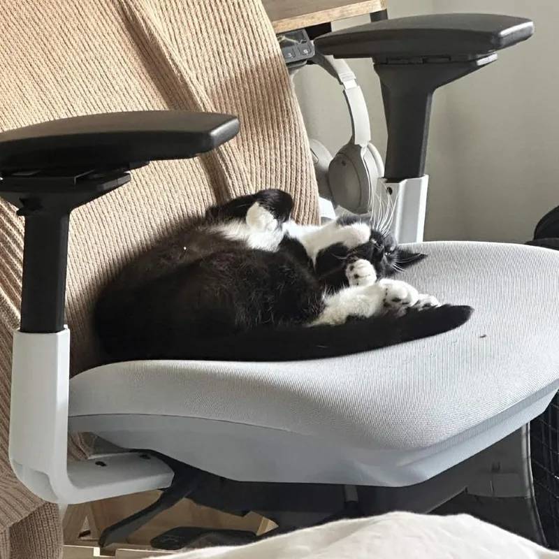 An adult medium-sized female Black Domestic Short Hair cat named Mammas for adoption in San Diego, CA