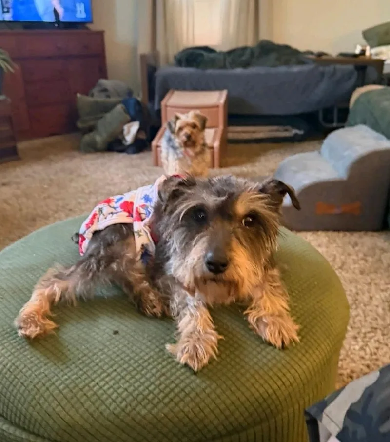 An adult small-sized female Miniature Schnauzer dog named Memphismini Schnauzer for adoption in Hamburg, NY