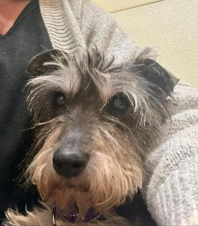 Memphismini Schnauzer thumbnail 2