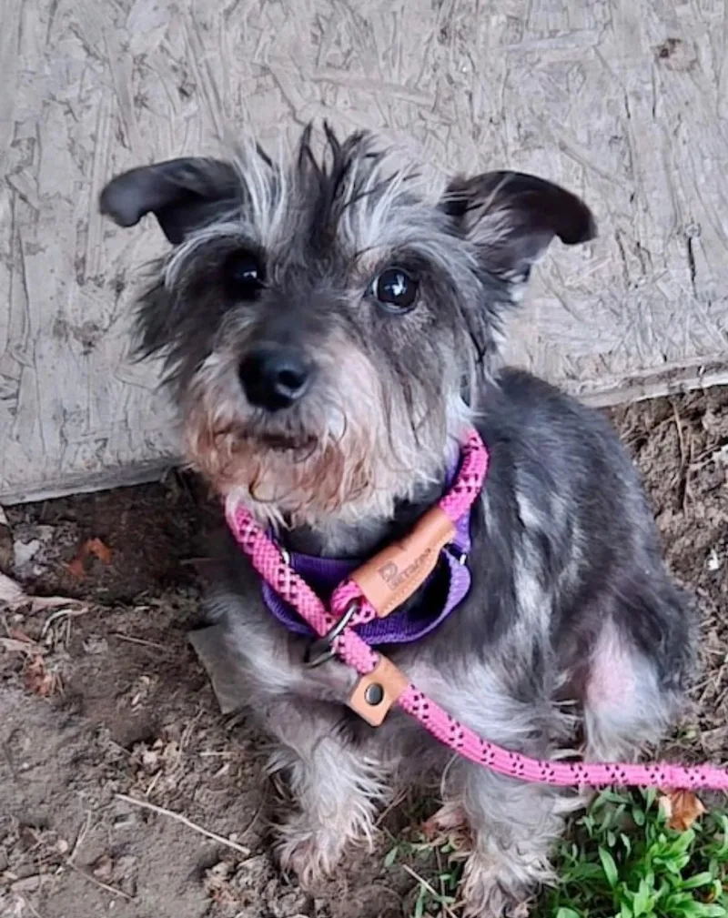 Memphismini Schnauzer thumbnail 3