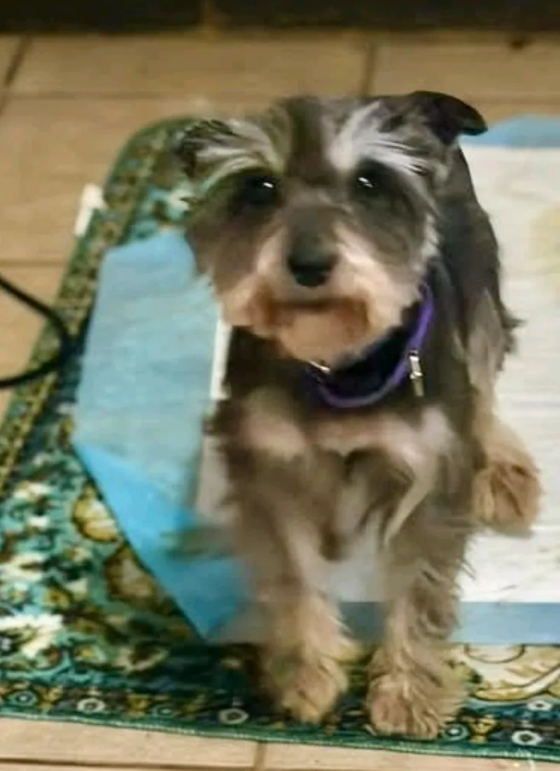 Memphismini Schnauzer thumbnail 4