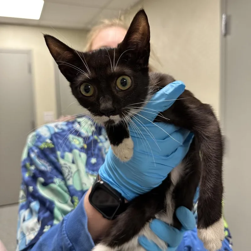 A baby small-sized female Black Domestic Short Hair cat named Hanami for adoption in New York, NY