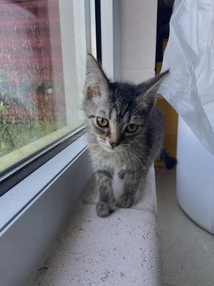 A young small-sized female Domestic Short Hair cat named AFrame for adoption in Columbus, IN